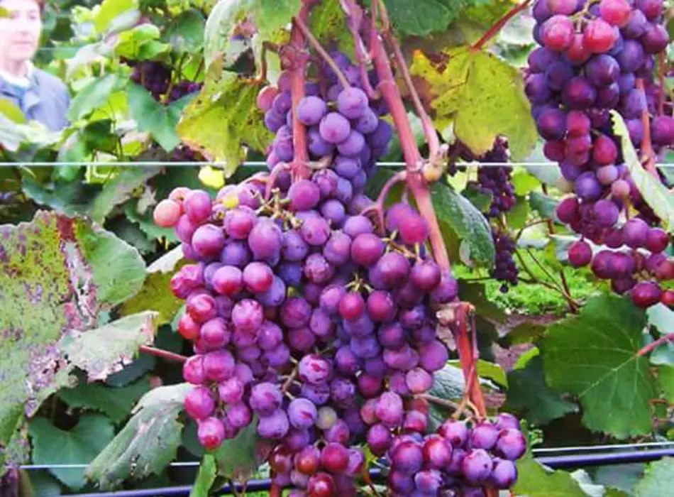 Grapes Prairie Crossing Winery