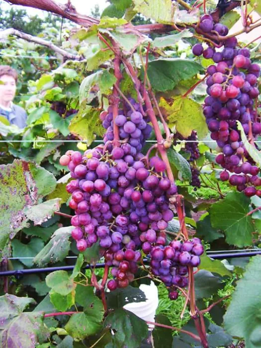 Grapes Prairie Crossing Winery
